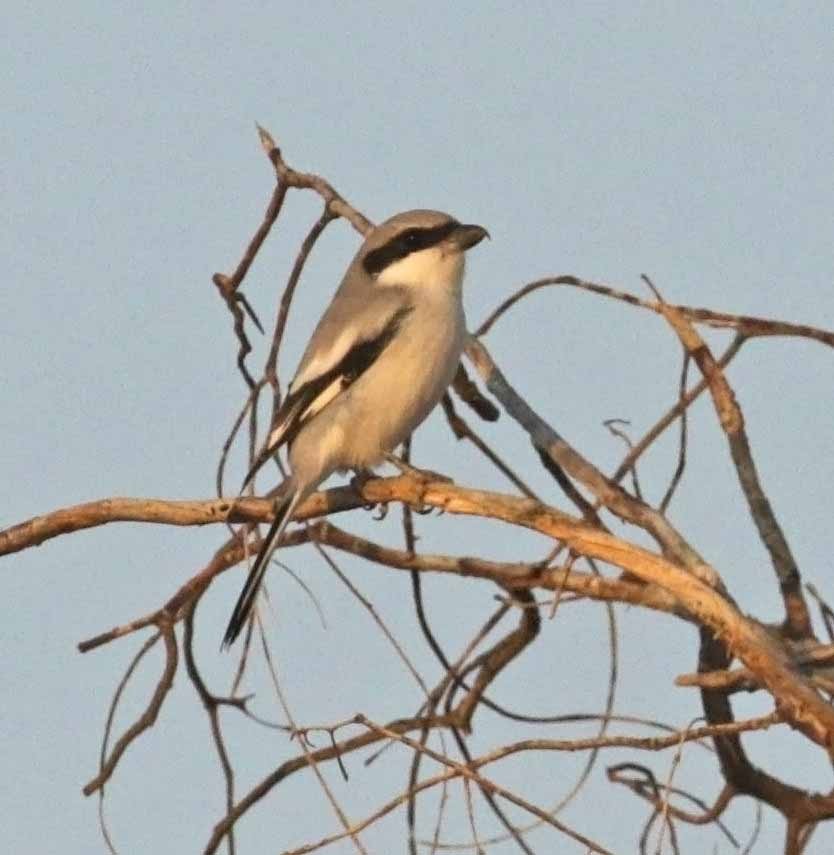 Great Gray Shrike (Arabian) - ML646408874