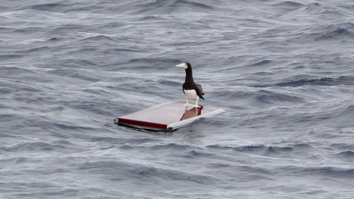 Brown Booby (Forster's) - ML646408875