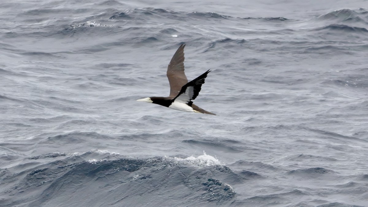 Brown Booby (Forster's) - ML646408876