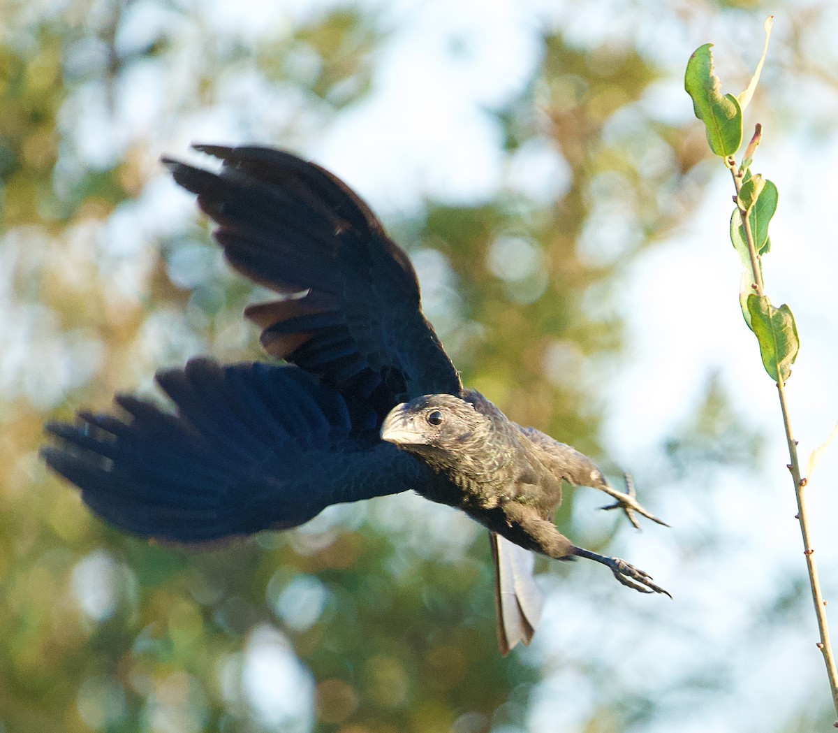 Groove-billed Ani - ML646408881