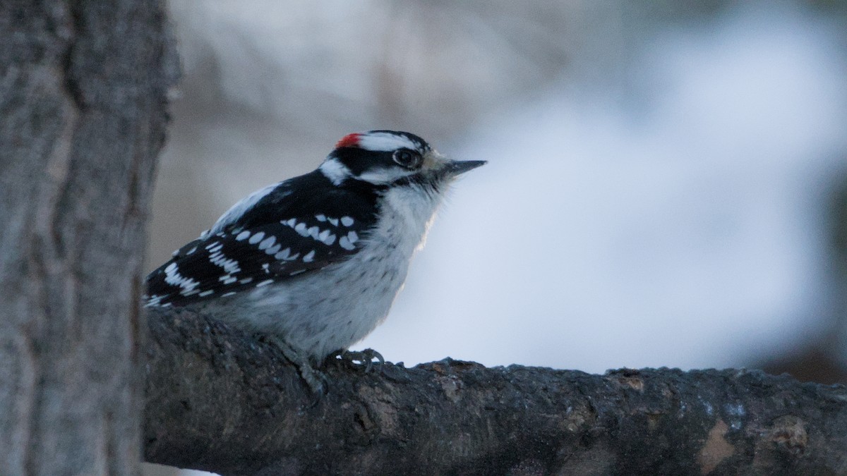 strakapoud osikový - ML646408882