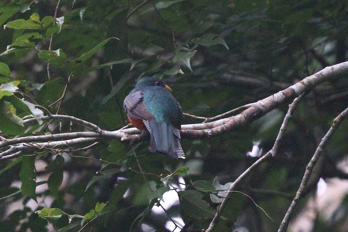 Collared Trogon (Xalapa) - ML646408884