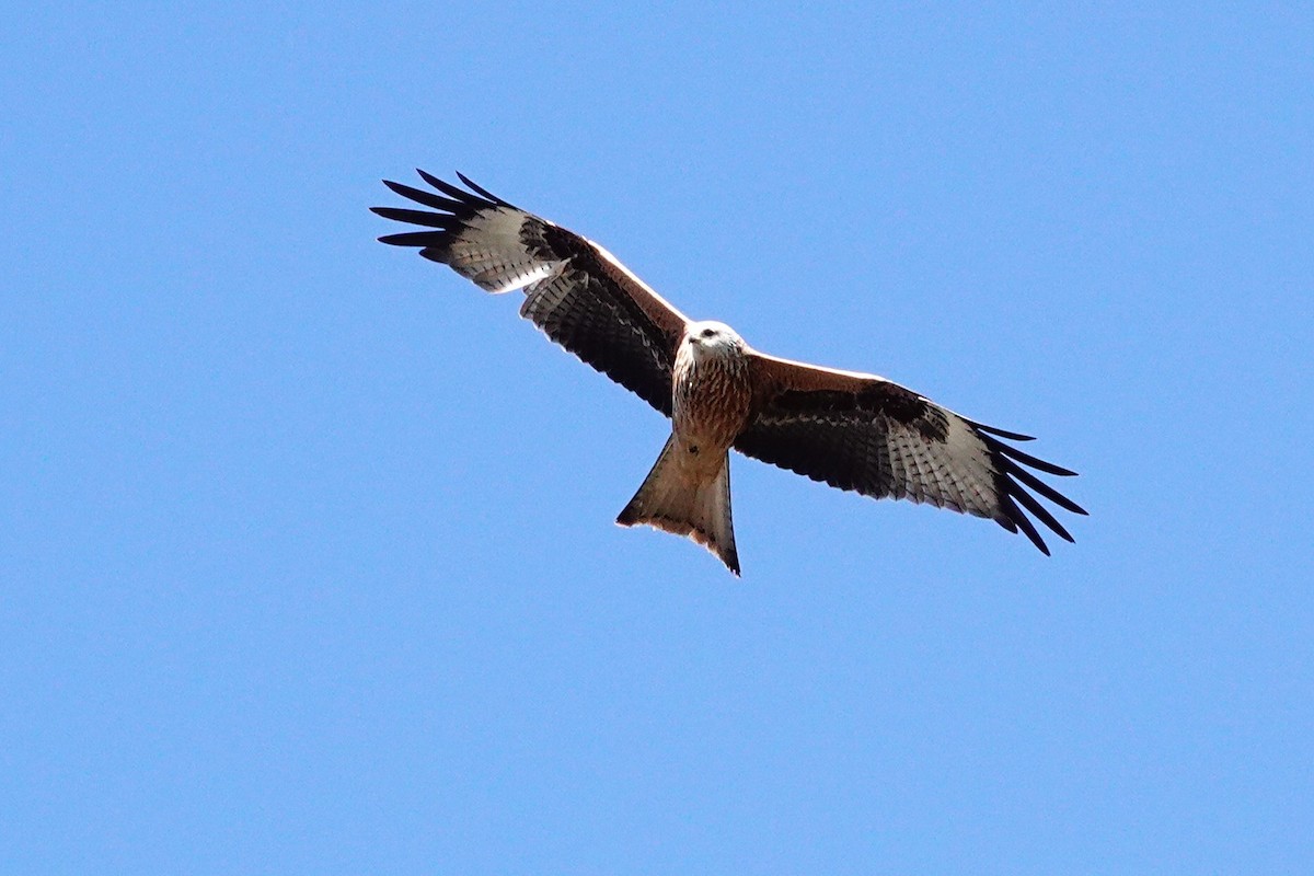 Red Kite - ML646408885