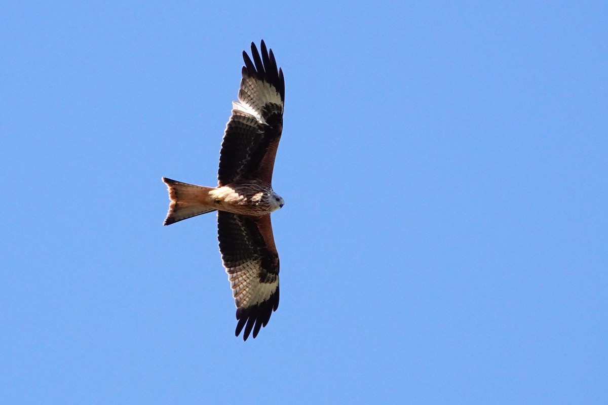Red Kite - ML646408886