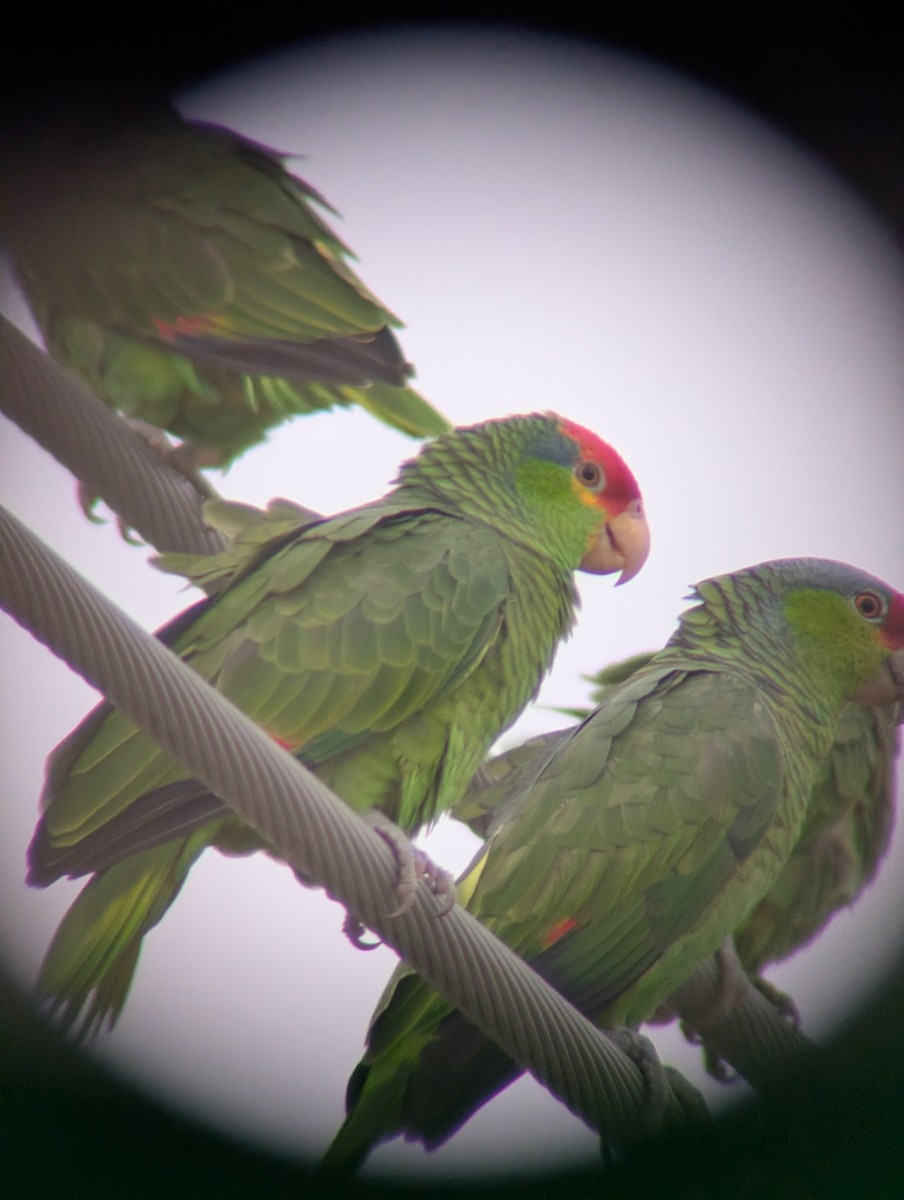 amazoňan rudočelý - ML646408891