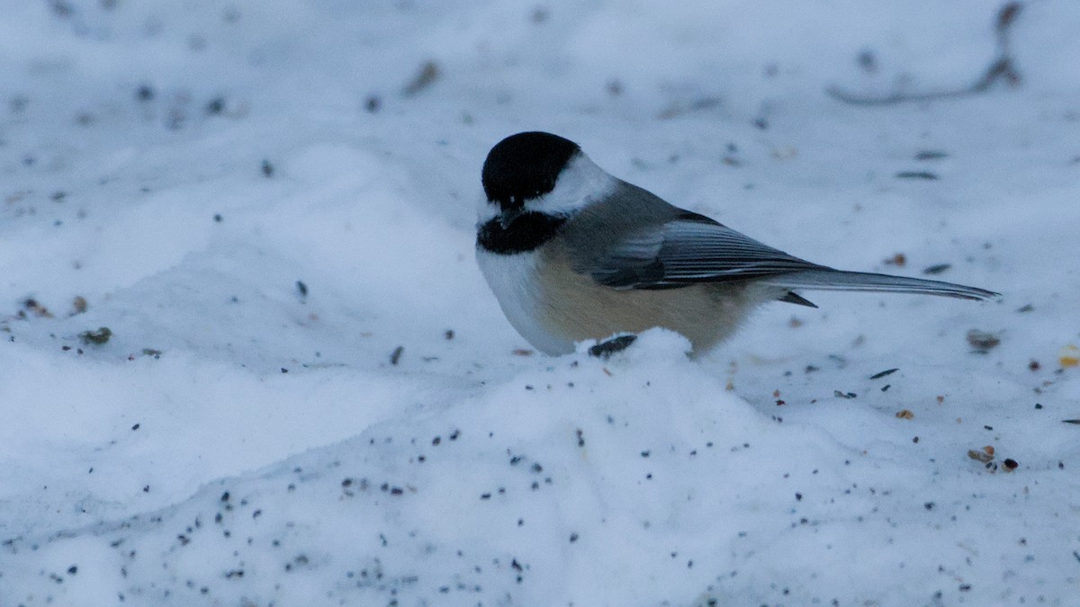 sýkora černohlavá - ML646408892