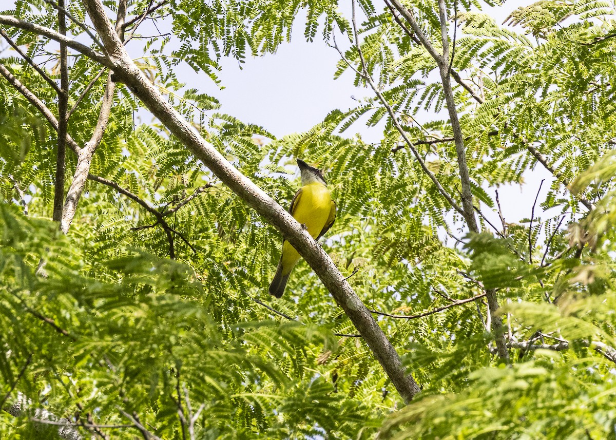 Пітанга-великодзьоб (підвид pitangua) - ML646408893