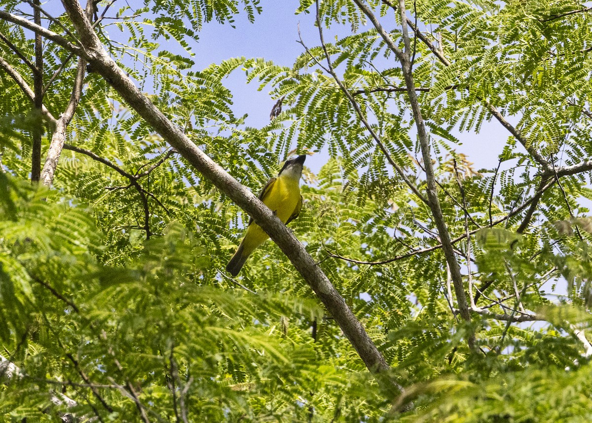 Пітанга-великодзьоб (підвид pitangua) - ML646408894