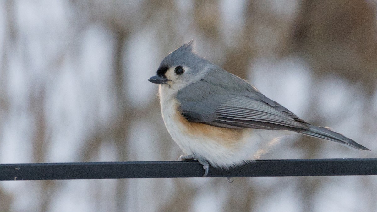 sýkora rezavoboká - ML646408896