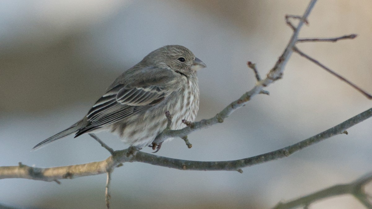 hýl rudoprsý - ML646408901