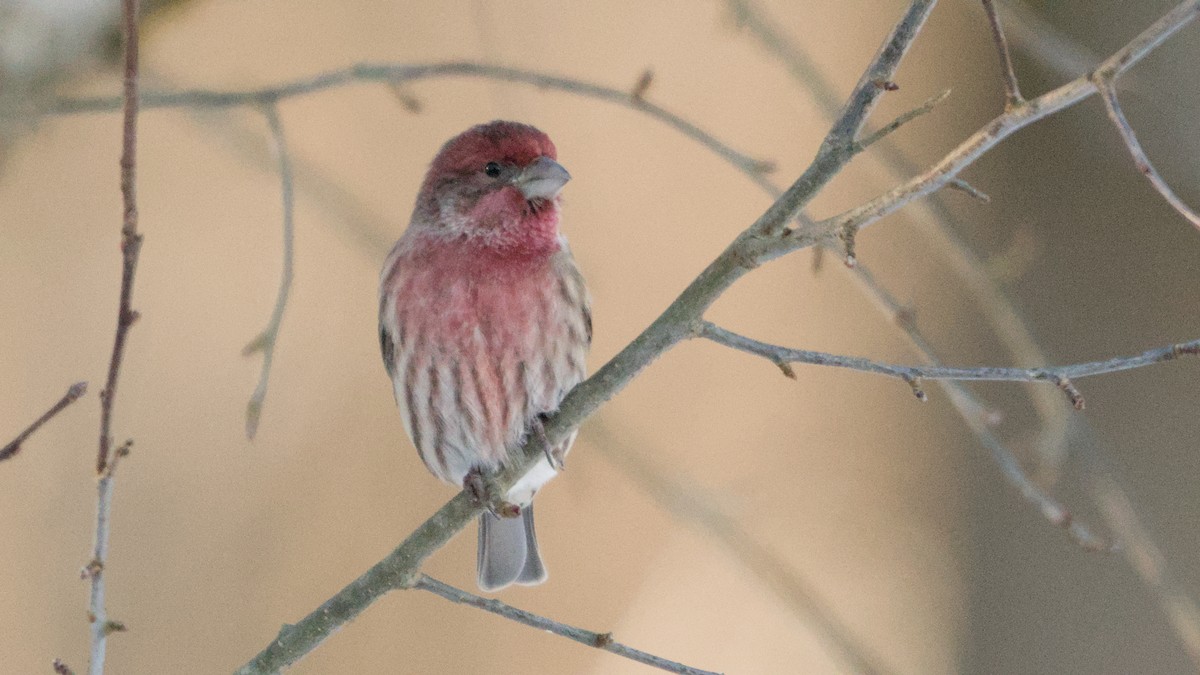 hýl rudoprsý - ML646408902