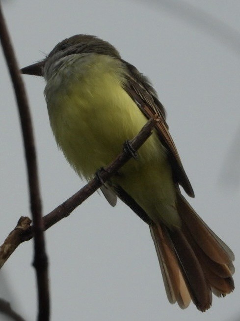 Great Crested Flycatcher - ML646408903