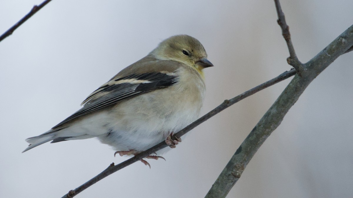 čížek žlutý - ML646408908