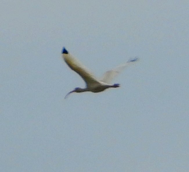 Белый ибис - ML646408909