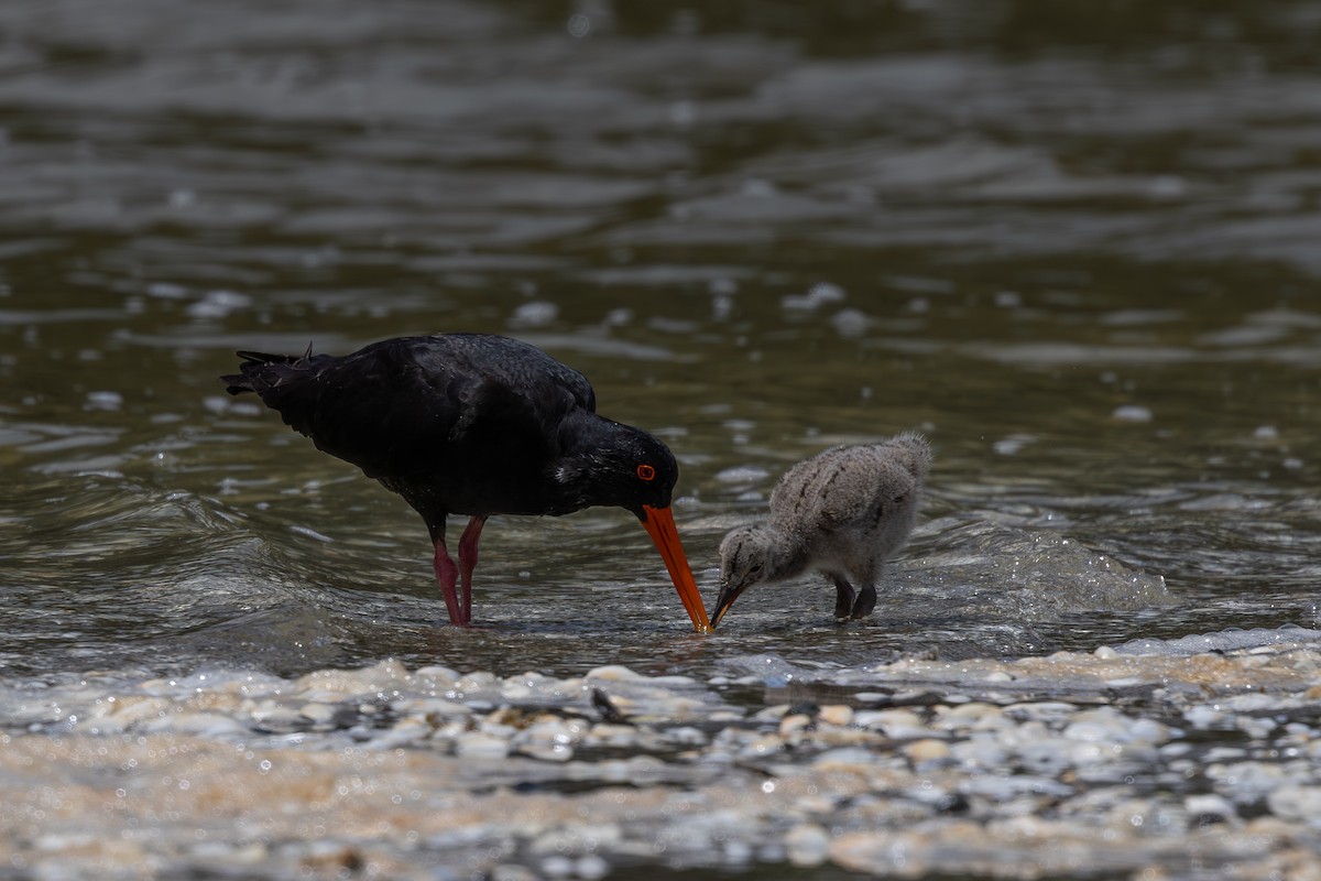 Variable Oystercatcher - ML646408913