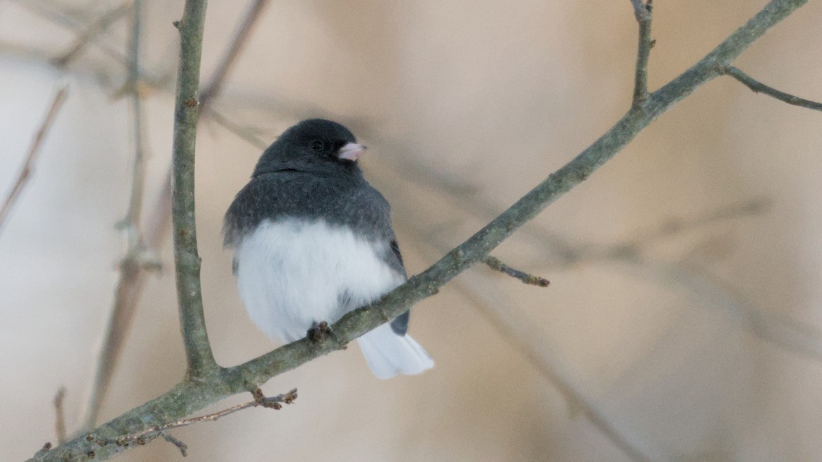 strnadec zimní - ML646408915