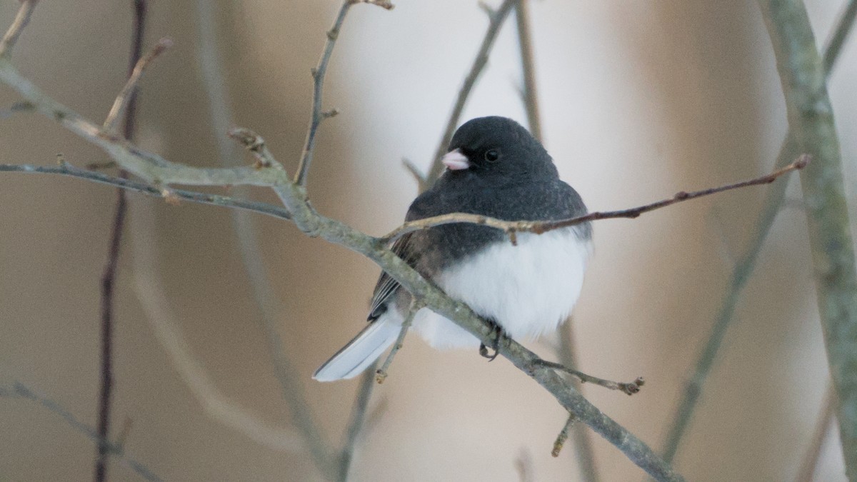 strnadec zimní - ML646408916