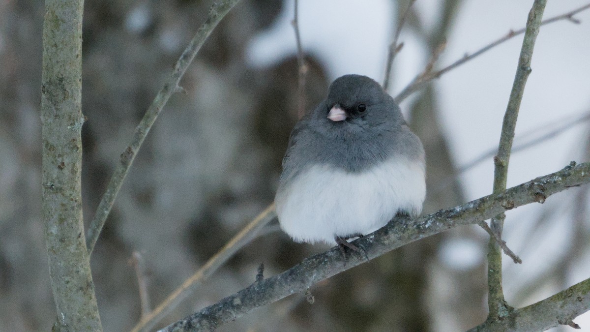 strnadec zimní - ML646408917