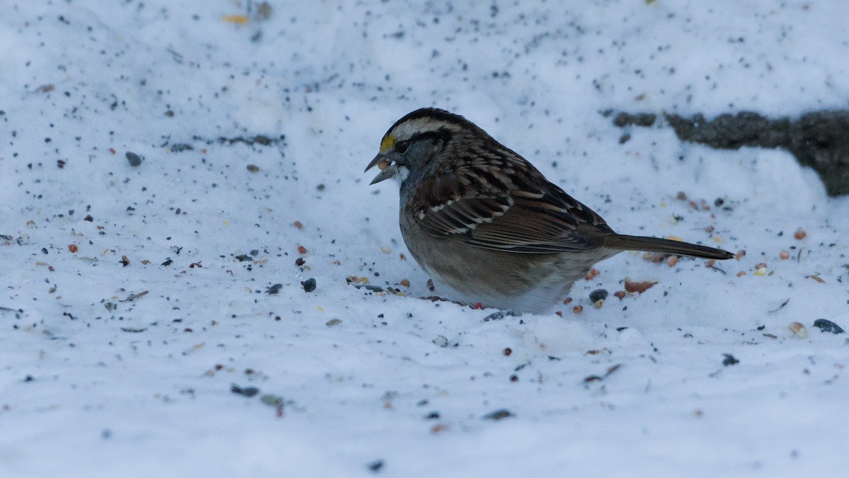 strnadec bělohrdlý - ML646408921
