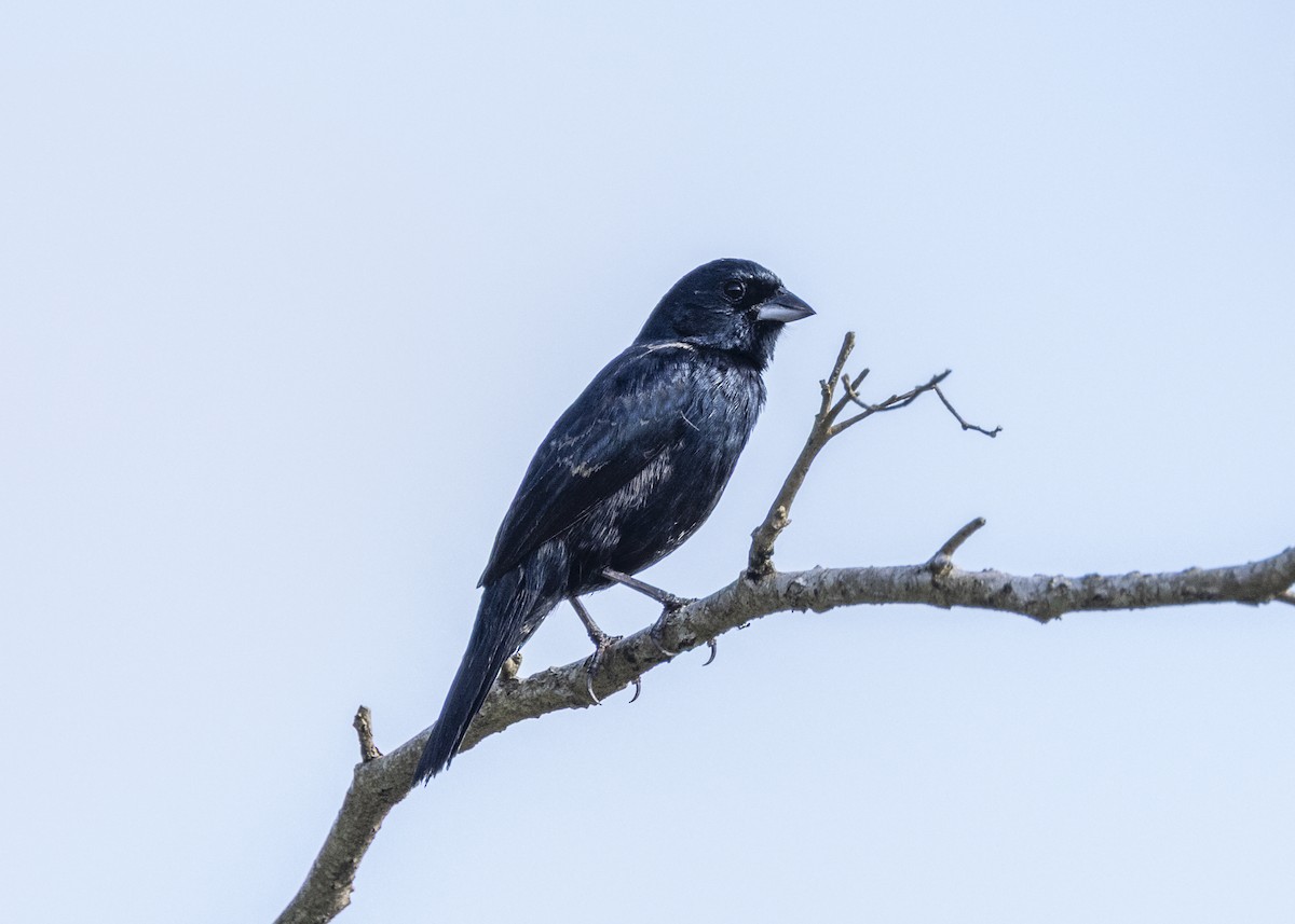 Blue-black Grassquit - ML646408927