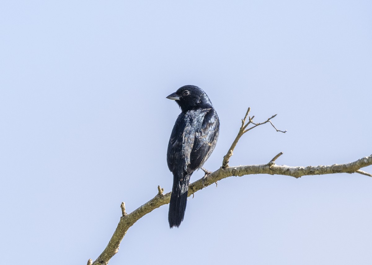 Blue-black Grassquit - ML646408928