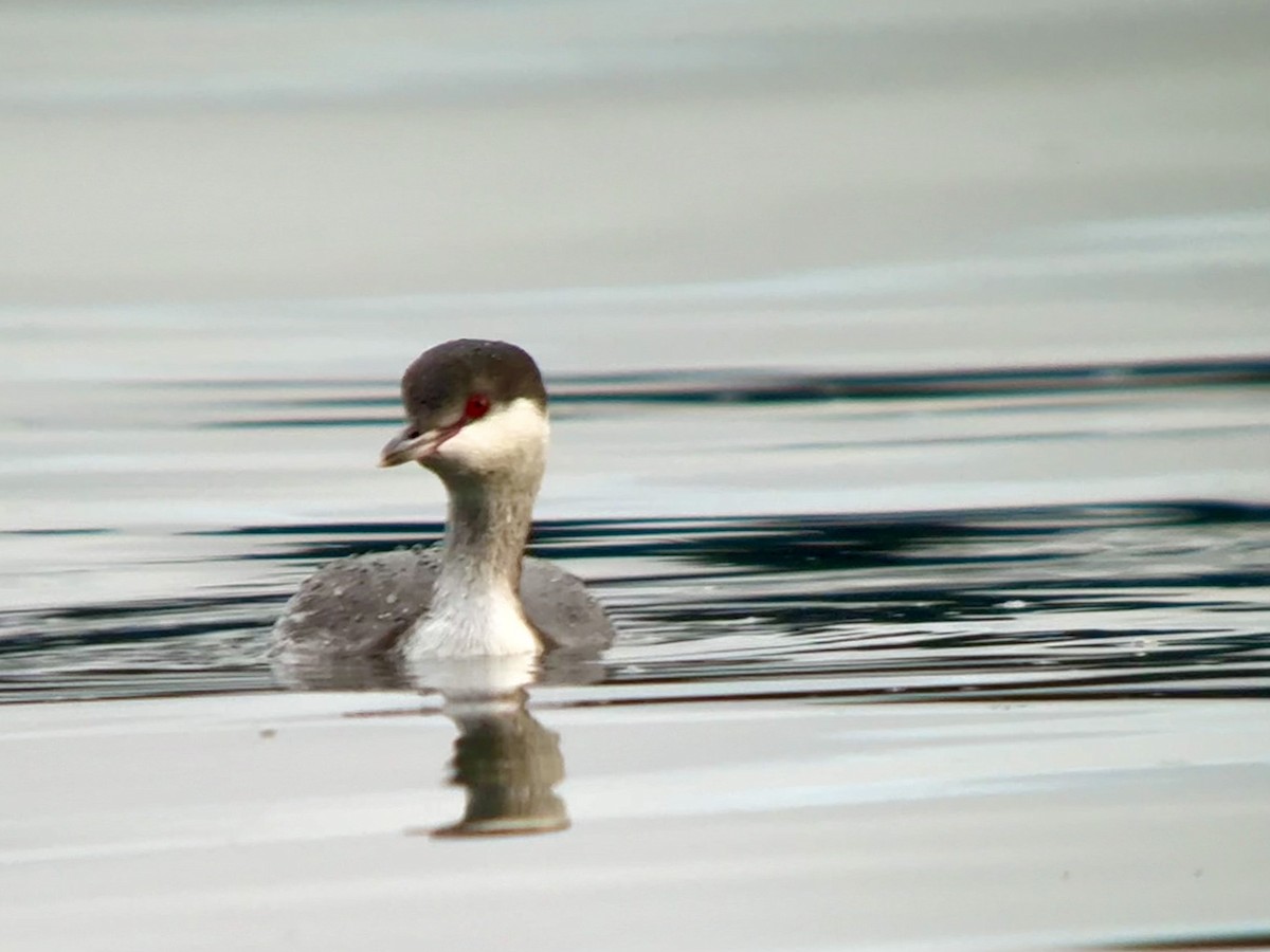 טבלן לבן-לחיים - ML646408930