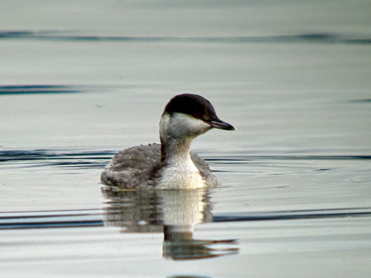 טבלן לבן-לחיים - ML646408931