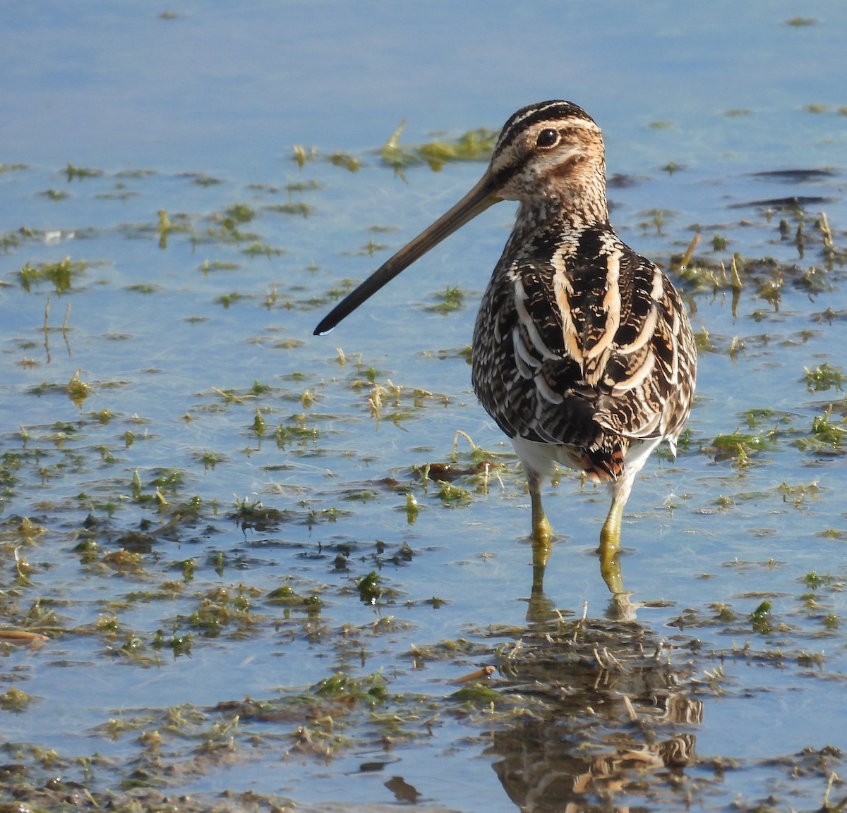 Wilson's Snipe - ML646408932