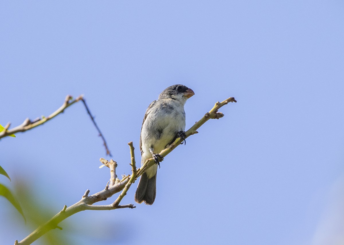 White-bellied Seedeater (Gray-backed) - ML646408935