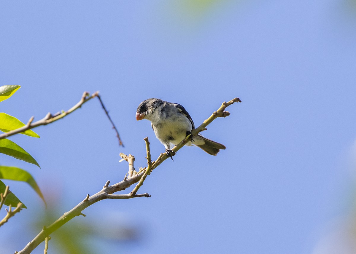 White-bellied Seedeater (Gray-backed) - ML646408936