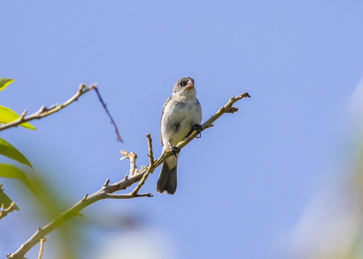 White-bellied Seedeater (Gray-backed) - ML646408937