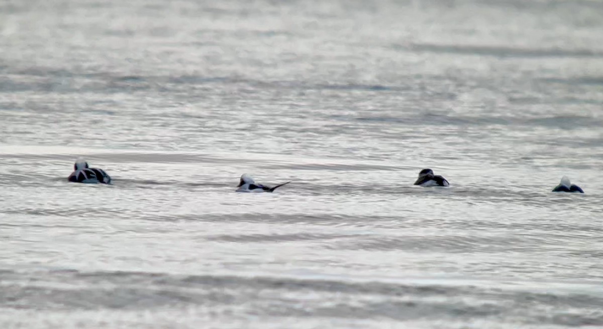 Long-tailed Duck - ML646408938
