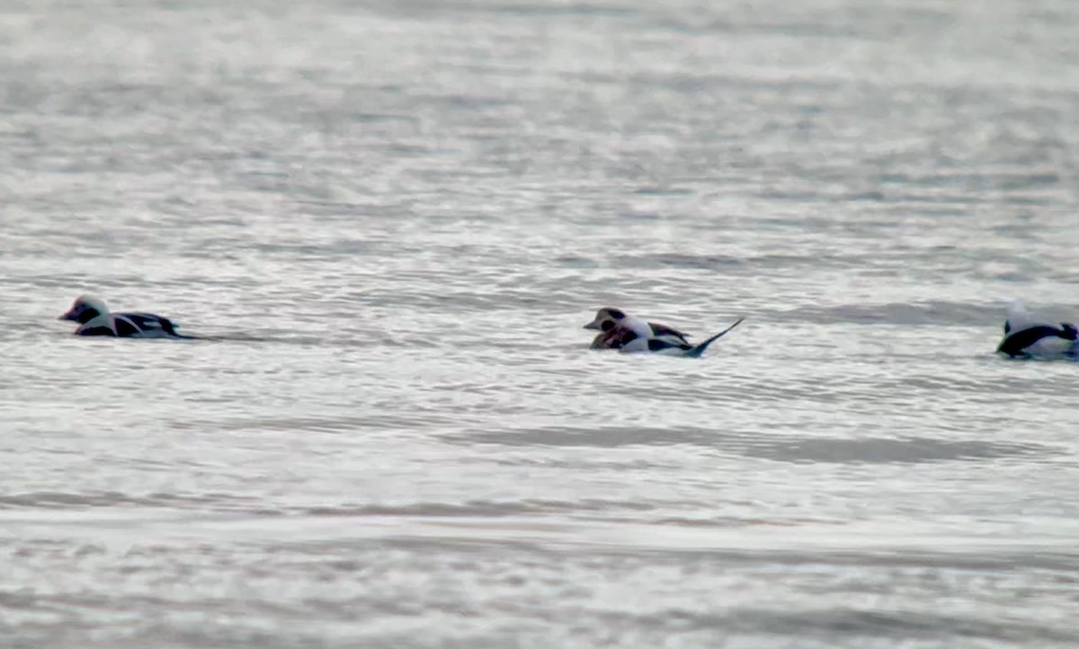 Long-tailed Duck - ML646408939