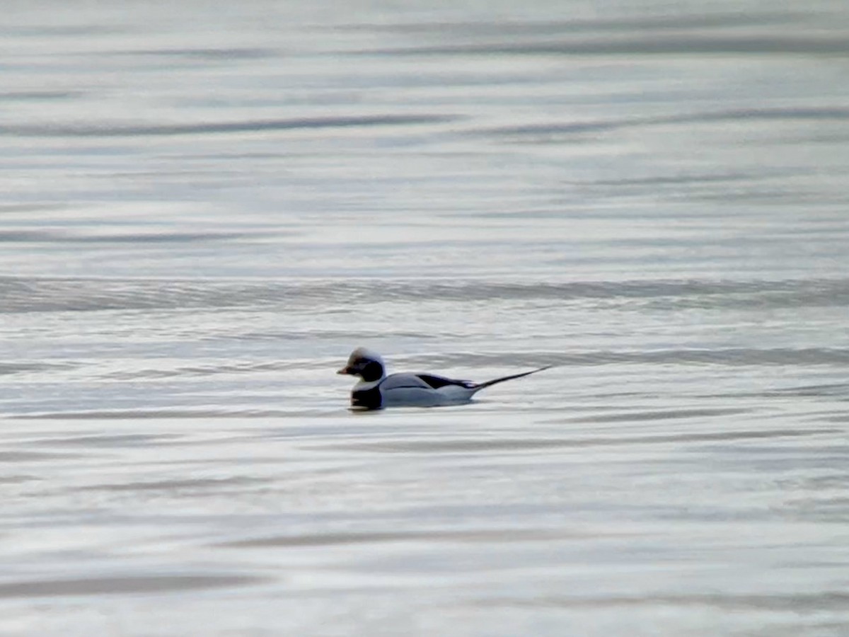 Long-tailed Duck - ML646408940