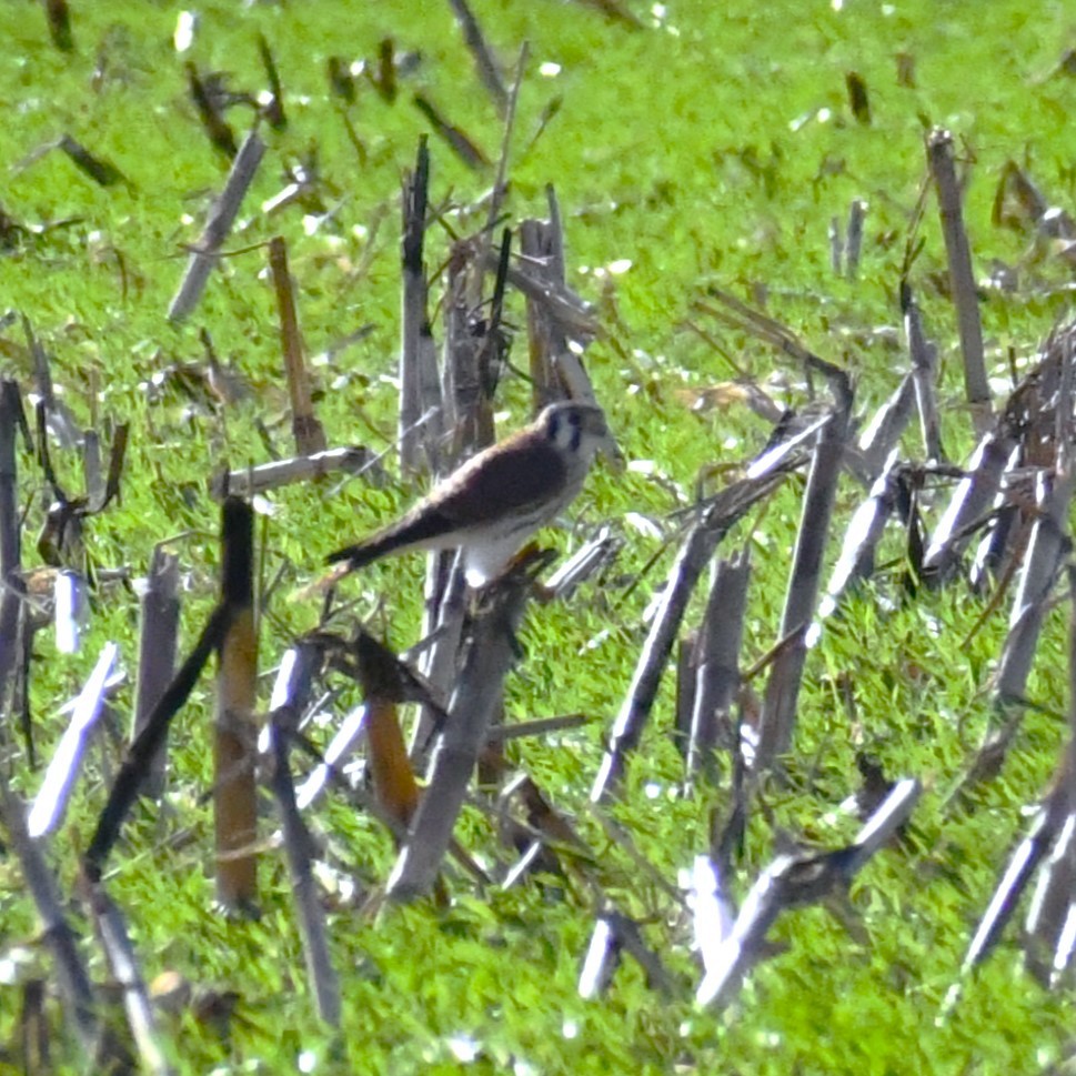 poštolka pestrá - ML646408941