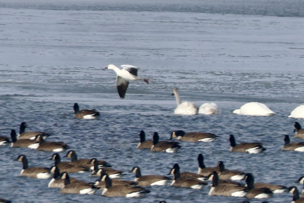 Zwergschneegans - ML646408943