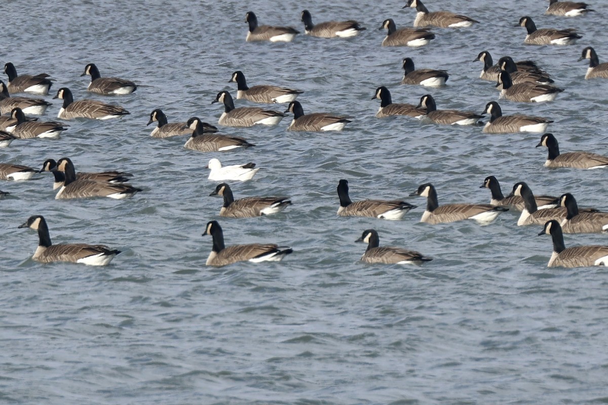 Zwergschneegans - ML646408944