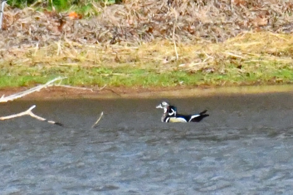 kachnička karolínská - ML646408946