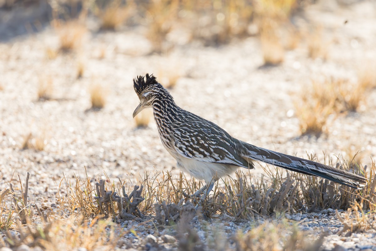 kukačka kohoutí - ML646408948