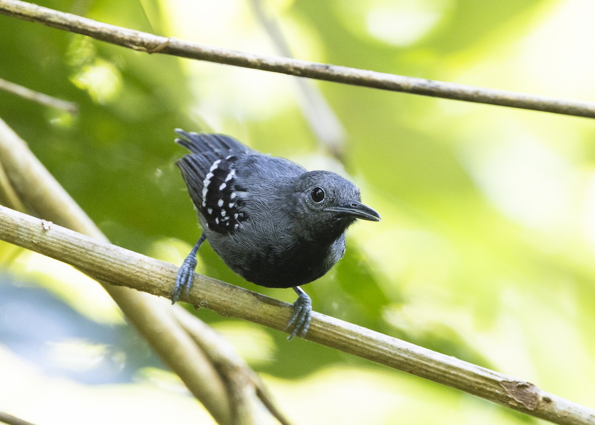 White-flanked Antwren (Silvery-flanked) - ML646408949