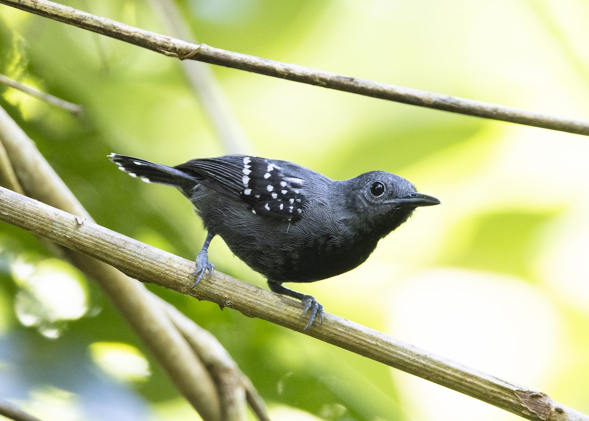 White-flanked Antwren (Silvery-flanked) - ML646408950