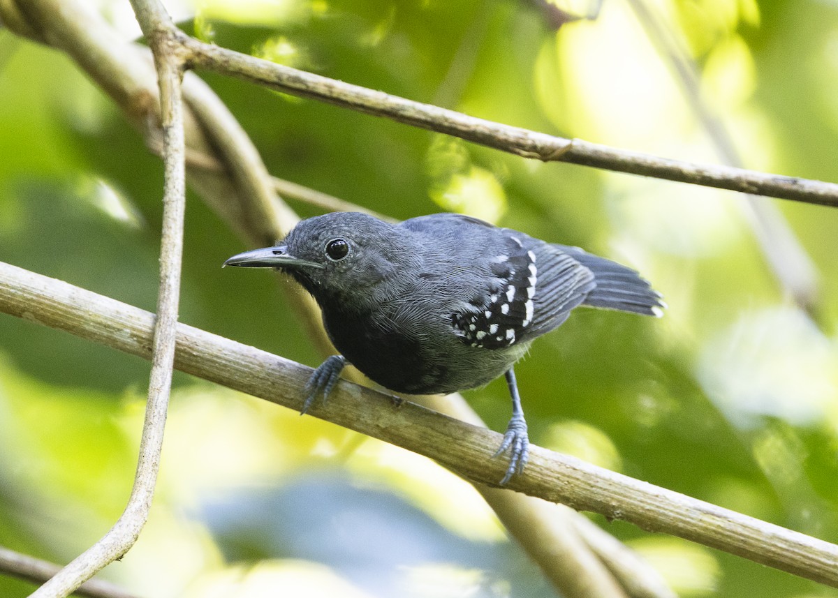 White-flanked Antwren (Silvery-flanked) - ML646408951