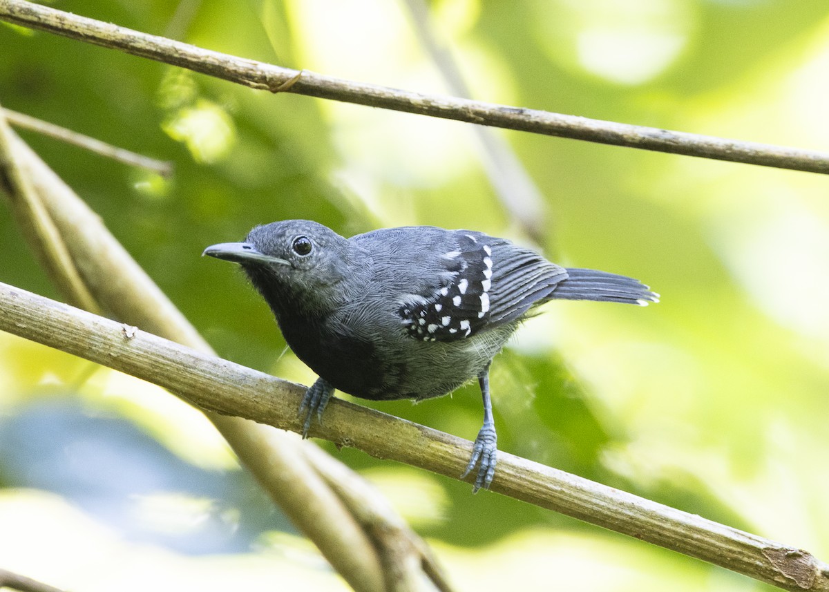 White-flanked Antwren (Silvery-flanked) - ML646408952