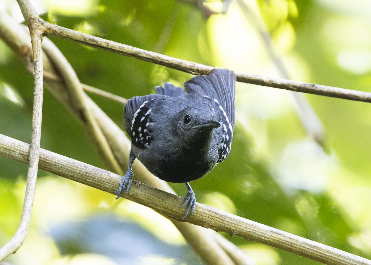 White-flanked Antwren (Silvery-flanked) - ML646408953