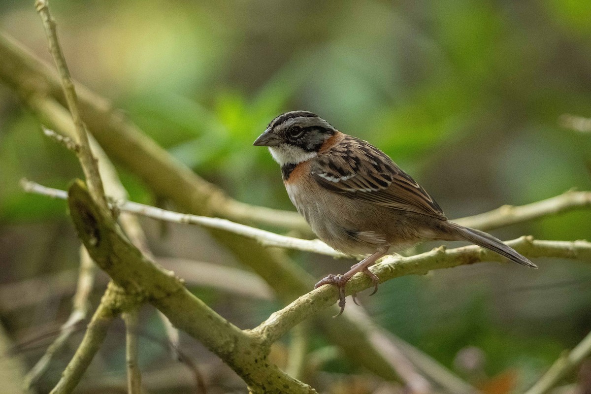 Rufous-collared Sparrow - ML646408955