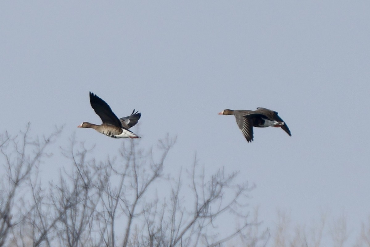 Blässgans - ML646408956