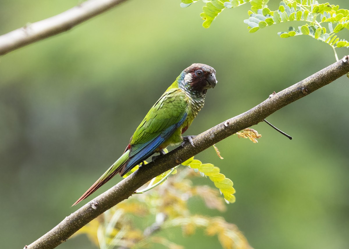 Maroon-faced Parakeet - ML646408957