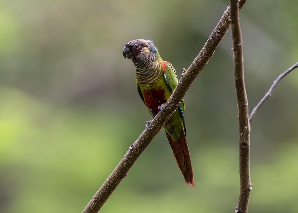 Maroon-faced Parakeet - ML646408958