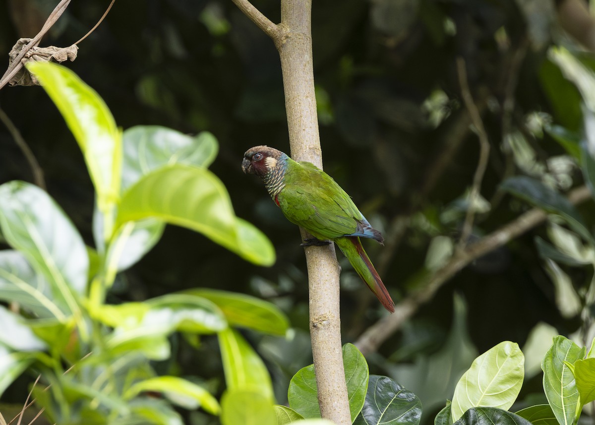 Maroon-faced Parakeet - ML646408959