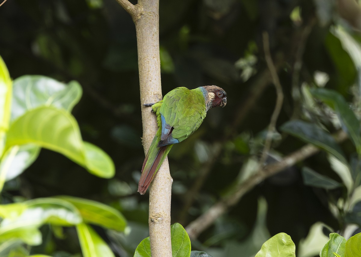 Maroon-faced Parakeet - ML646408960